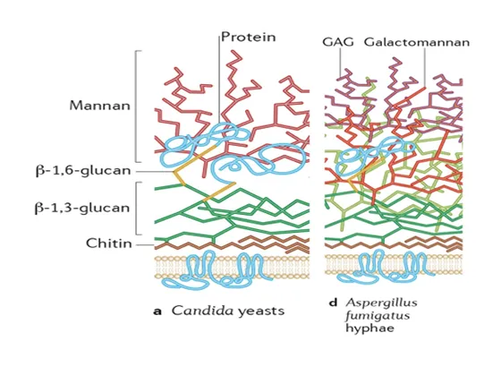 How Dynamiker's Fungal Detection Kit Achieve Pan-Fungal Screening?