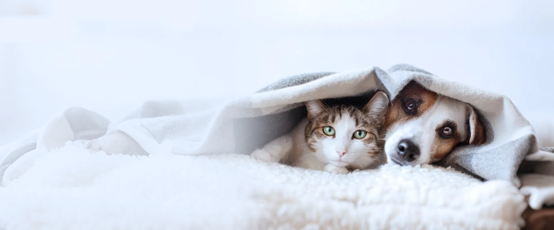 RT-PCR Precision Diagnostic for Pet